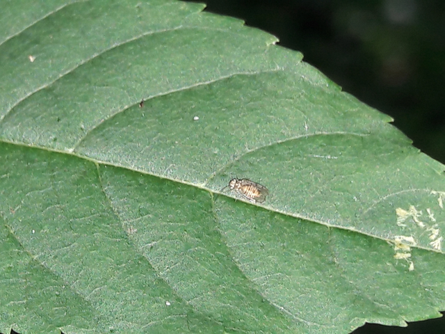 Psocoptera - Fürgetetvek