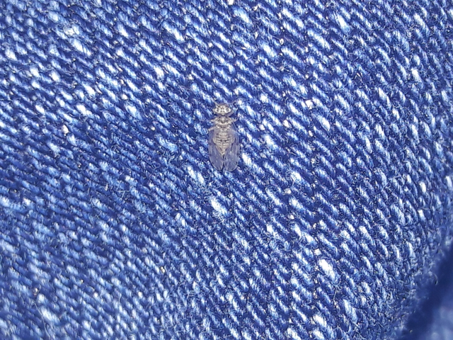 Psocoptera - Fürgetetvek