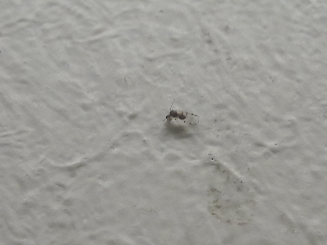 Psocoptera - Fürgetetvek