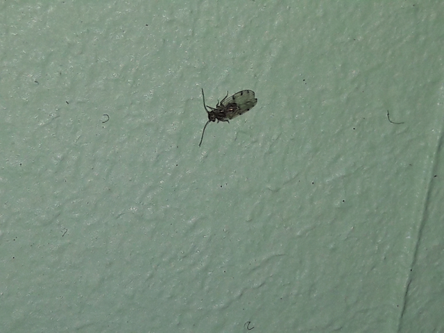 Psocoptera - Fürgetetvek
