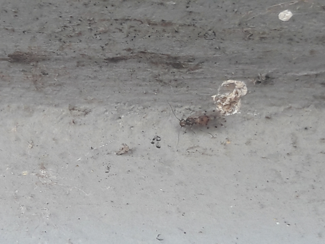Psocoptera - Fürgetetvek