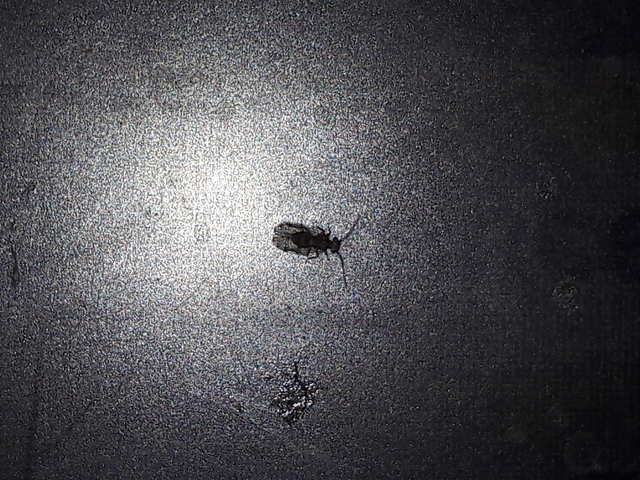 Psocoptera - Fürgetetvek