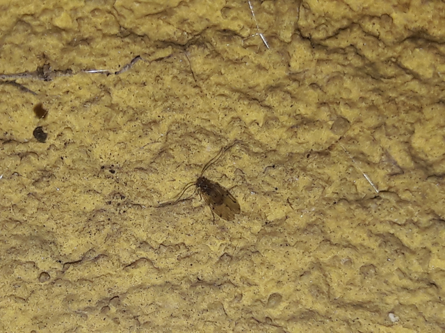 Psocoptera - Fürgetetvek