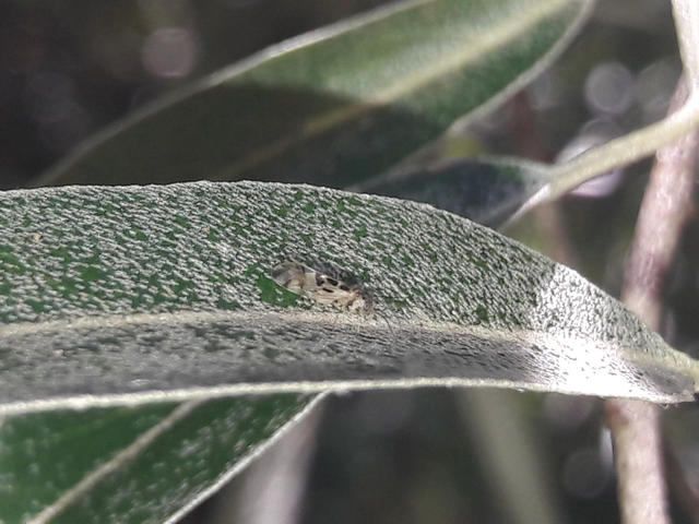 Psocoptera - Fürgetetvek