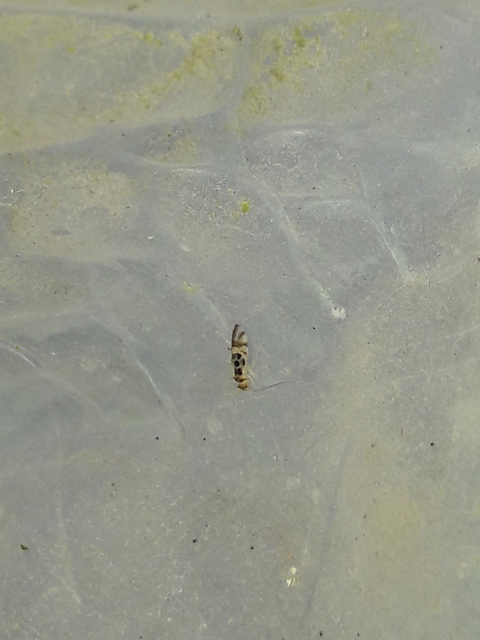 Psocoptera - Fürgetetvek