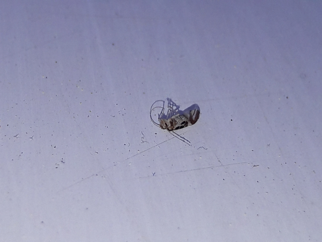 Psocoptera - Fürgetetvek
