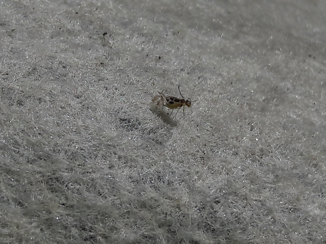 Psocoptera - Fürgetetvek