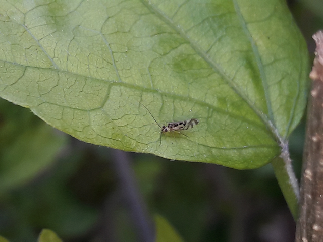 Psocoptera - Fürgetetvek