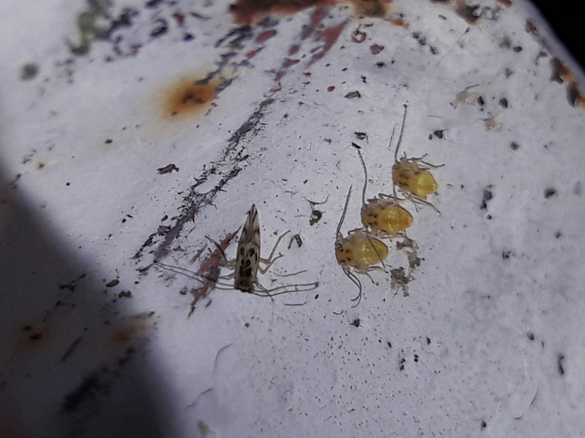 Psocoptera - Fürgetetvek
