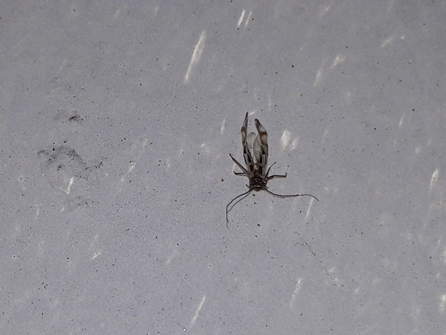 Psocoptera - Fürgetetvek
