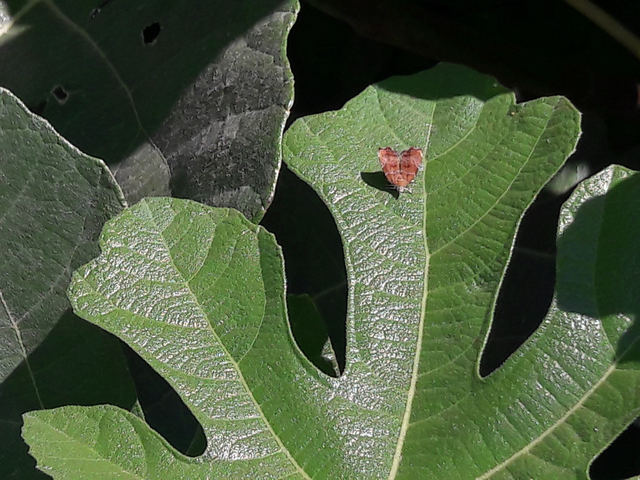 Choreutis nemorana - füge-levélmoly