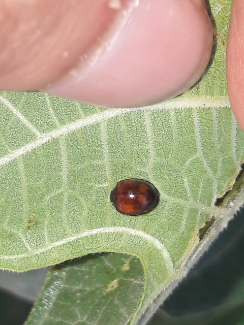 Exochomus quadripustulatus - négyfoltos szerecsenkata