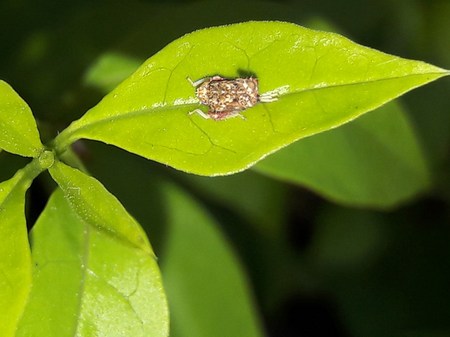 Orientus ishidae