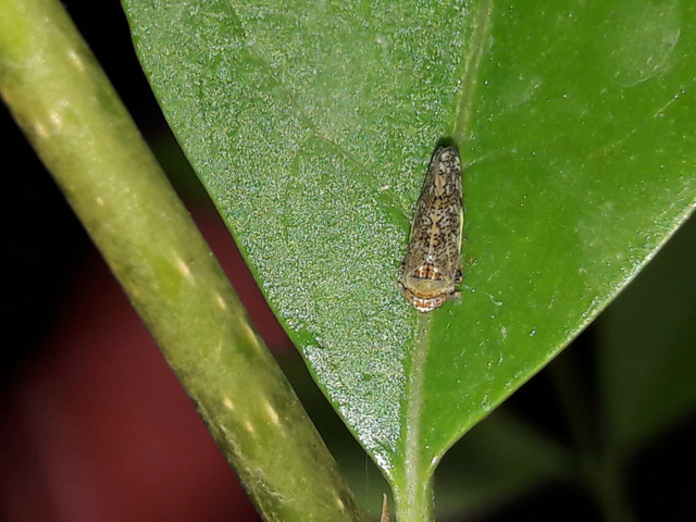 Orientus ishidae