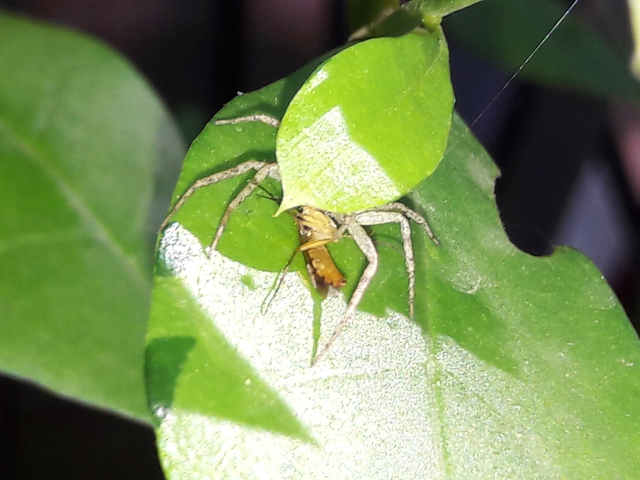 Philodromus