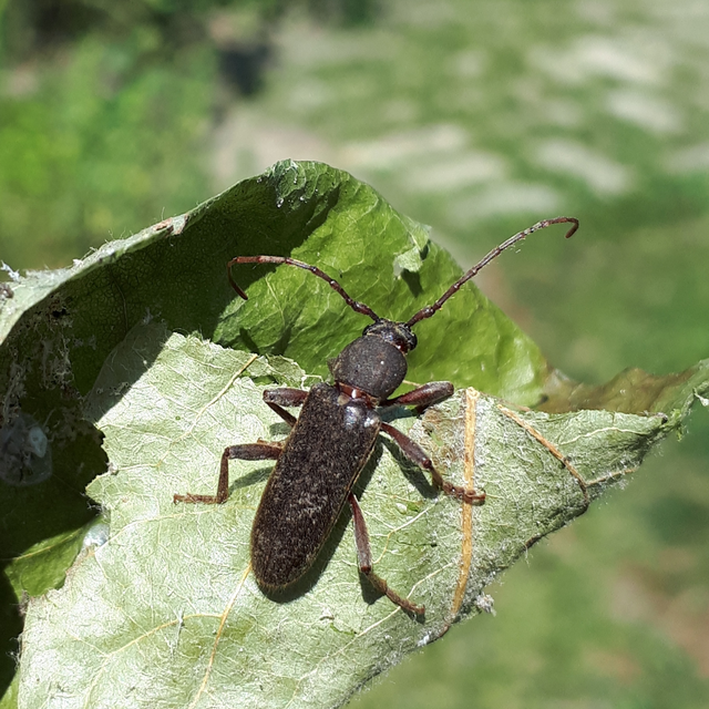 Trichoferus campestris - szállóvendég éjicincér