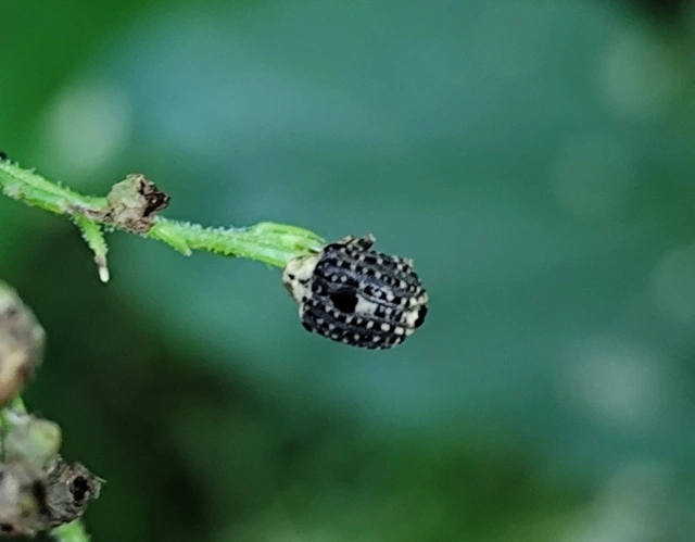 Cionus scrophulariae - görvélyfű-gömbormányos