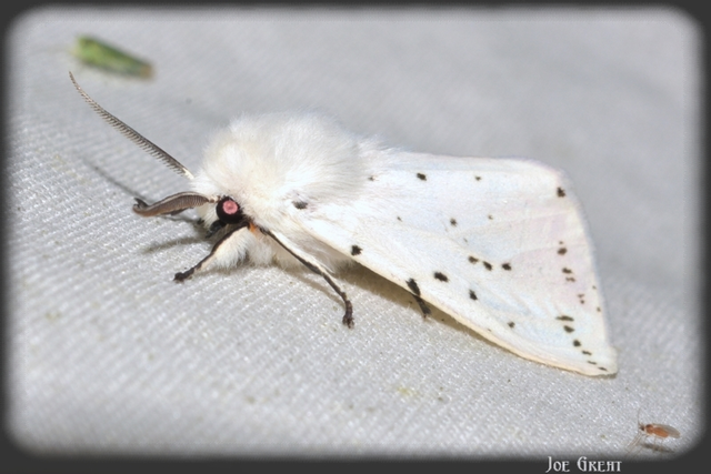 Spilosoma lubricipedum - tejszínű medvelepke