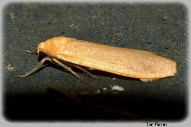 Eilema sororcula - sárga zuzmószövő