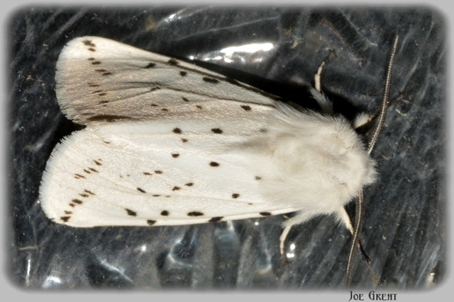 Spilosoma lubricipedum - tejszínű medvelepke