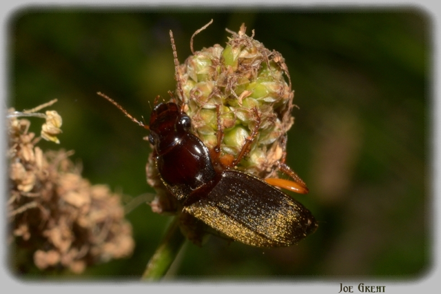 Harpalus rufipes - nagy selymesfutó