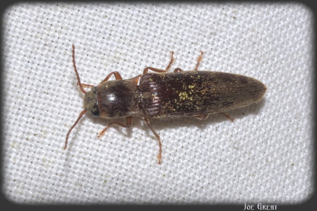 Elateridae - pattanóbogárfélék