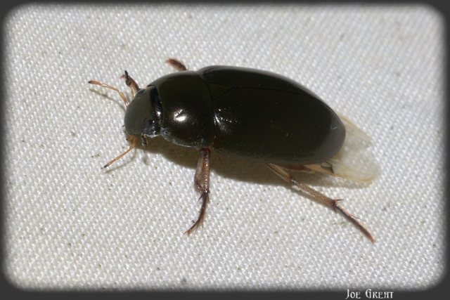 Hydrochara flavipes - sárgalábú csibor