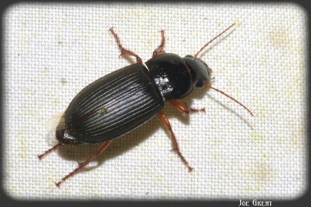 Harpalus rufipes - nagy selymesfutó