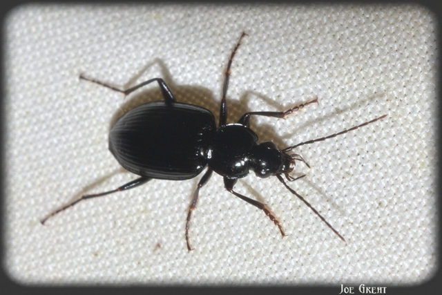 Agonum duftschmidi - széleshátú kisfutó Agonum duftschmidi - széleshátú kisfutó
