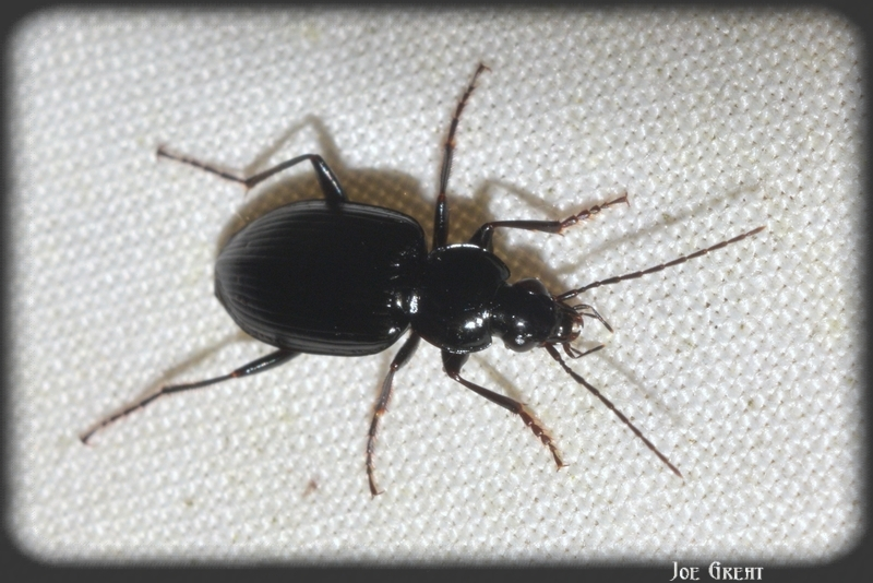 Agonum duftschmidi - széleshátú kisfutó