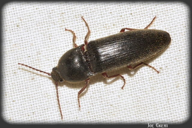 Elateridae - pattanóbogárfélék