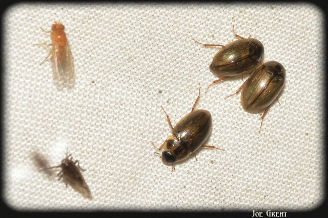 Enochrus quadripunctatus - négypettyes fakócsibor