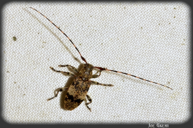 Leiopus nebulosus - öves gesztcincér