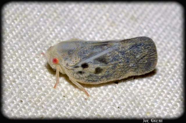 Metcalfa pruinosa - amerikai lepkekabóca