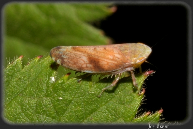 Fieberiella florii