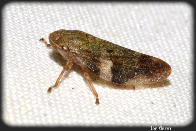 Aphrophora alni