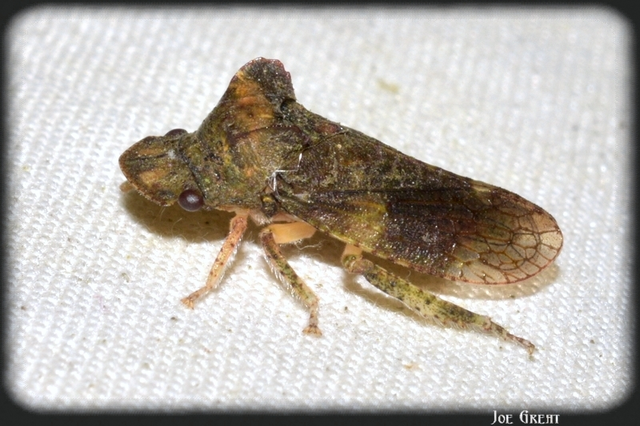 Ledra aurita - füleskabóca