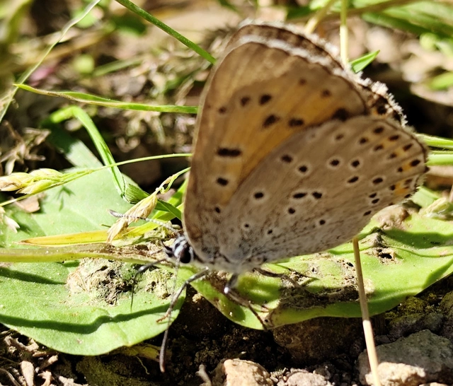 Lycaena alciphron - ibolyás tűzlepke
