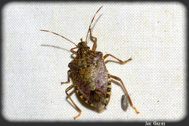 Halyomorpha halys - ázsiai márványospoloska