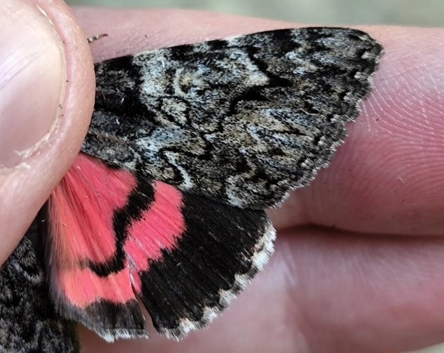 Catocala promissa - kis tölgyfa-övesbagoly