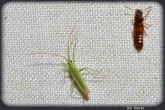Trigonotylus