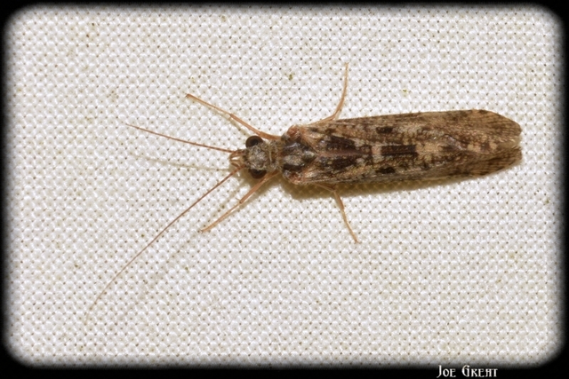 Trichoptera - Tegzesek