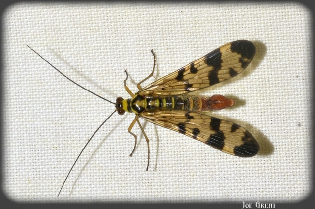 Mecoptera - Csőrösrovarok