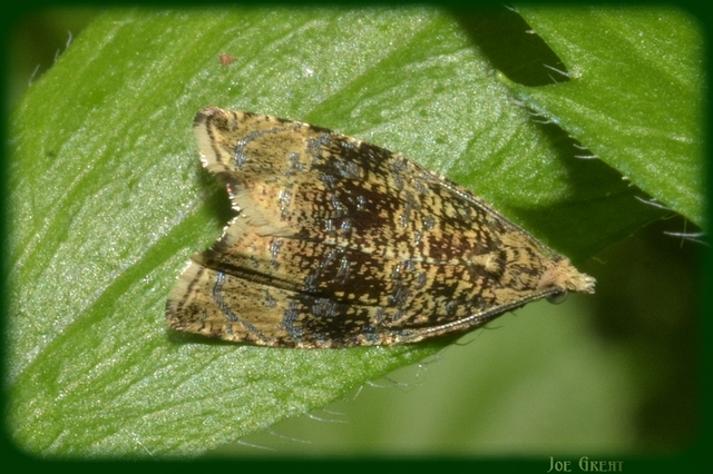 Celypha lacunana - vízparti tükrösmoly