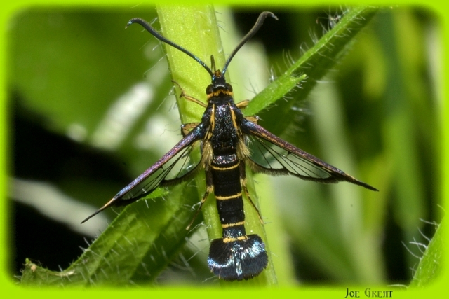 Sesiidae - szitkárfélék