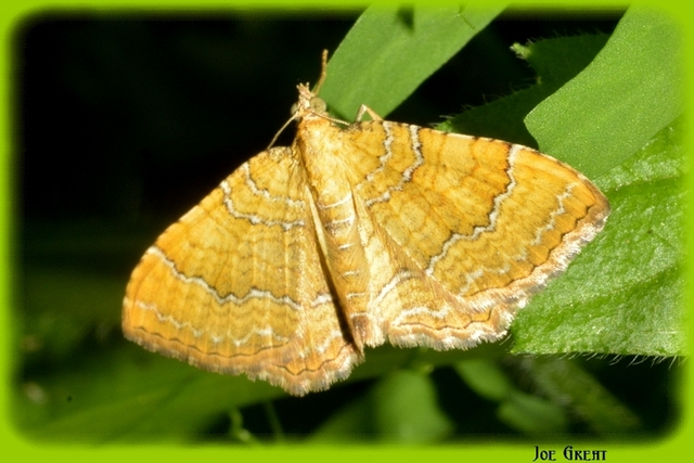 Camptogramma bilineata - kétvonalas sávosaraszoló