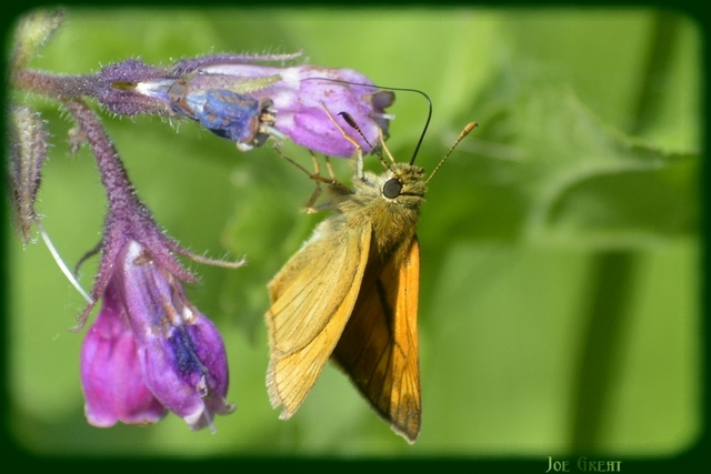 Ochlodes sylvanus - erdei busalepke