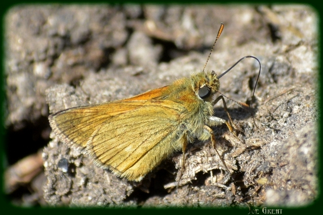 Ochlodes sylvanus - erdei busalepke