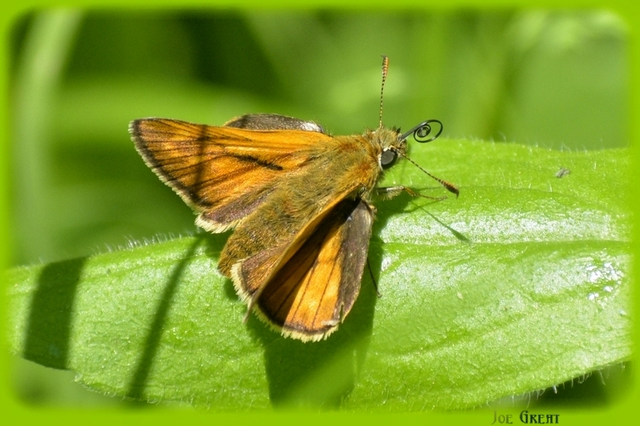 Ochlodes sylvanus - erdei busalepke