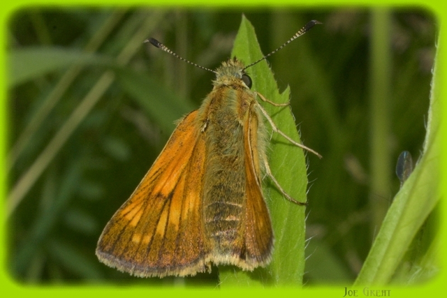 Ochlodes sylvanus - erdei busalepke